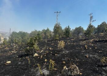 Licê’deki yangın kontrol altına alındı