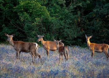 Eskişehir’de yaban hayvanı avı ihalesine tepki