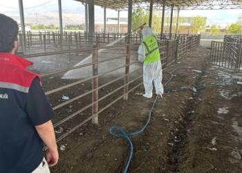Îdir’de şap hastalığı: Hayvan pazarı kapatıldı