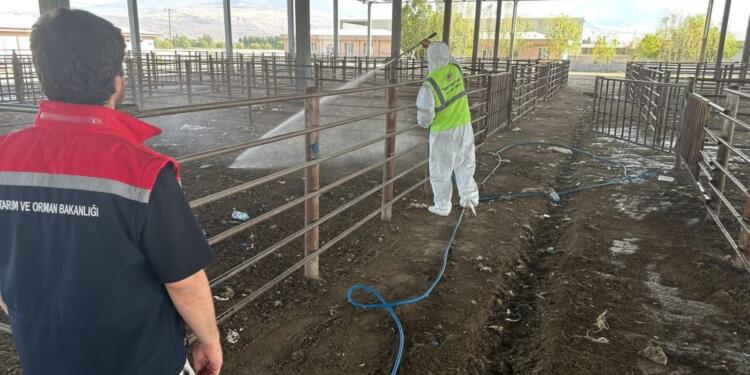 Îdir’de şap hastalığı: Hayvan pazarı kapatıldı