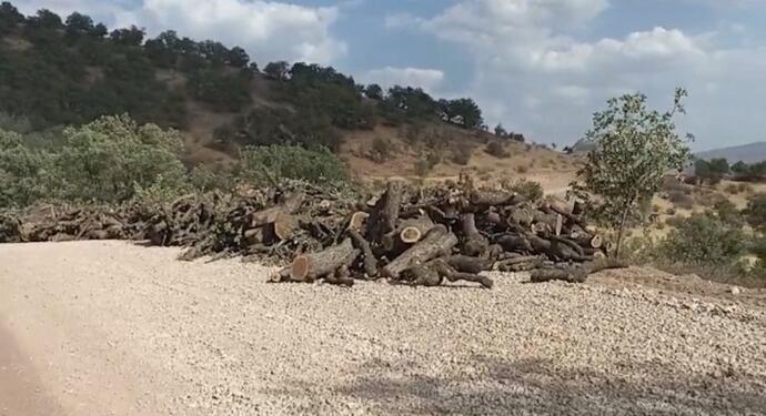 Gabar’daki ağaç kıyımı farklı bölgelerde sürüyor