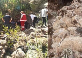 Wan’da 334 koyun uçurumdan düştü