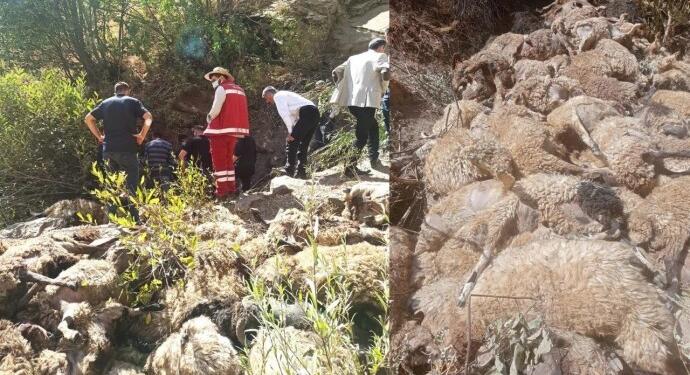 Wan’da 334 koyun uçurumdan düştü