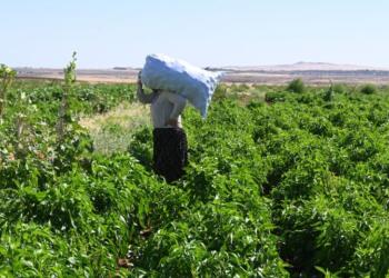 Para yok, koşullar kötü ama çalışmak zorundalar!
