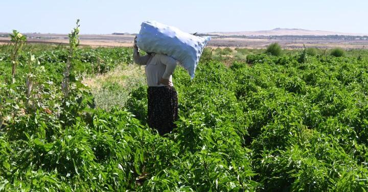 Para yok, koşullar kötü ama çalışmak zorundalar!