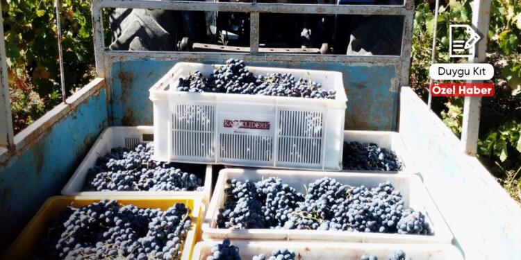 Ne üzüm var, ne destek