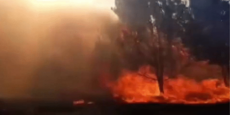 Bursa’da orman yangını