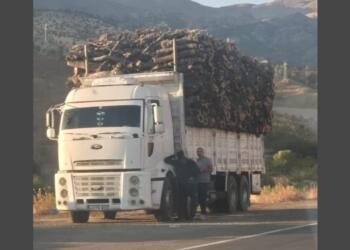 Dorşîn’de ağaç katliamı: Kesilen ağaçlar kamyonlarla taşınıyor