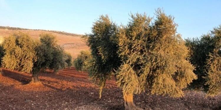 Paramiliter gruplar Efrîn’de bir ailenin zeytin ağaçlarına el koydu