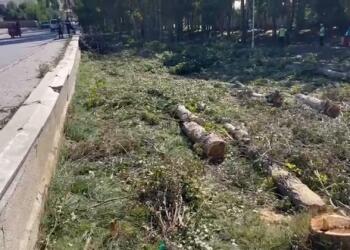 Wan’da kayyım onlarca ağacı kesti