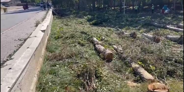 Wan’da kayyım onlarca ağacı kesti