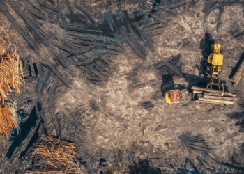 8,1 milyon hektar orman yok oldu