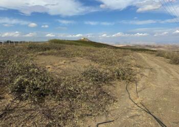 Semsûr’da çiftçiler badem ağaçlarını sökmeye başladı