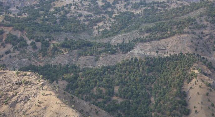 DEM Parti Dorşîn’deki ağaç kıyımını Meclis’e taşıdı