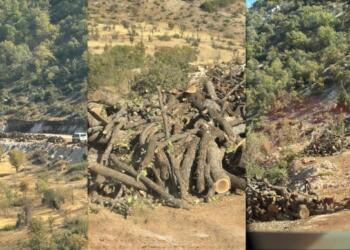 Valiliği yalanlayan görüntüler: Gabar Dağı’nda ağaç kıyımı sürüyor