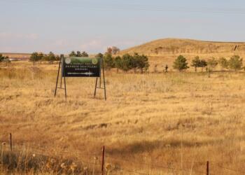 İktidarın ağaçsız ormanları