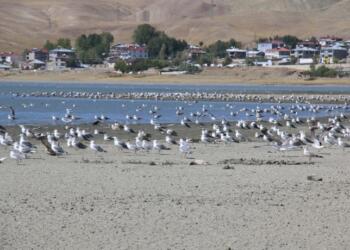 Arçak ve Sıxke gölleri yok oluyor