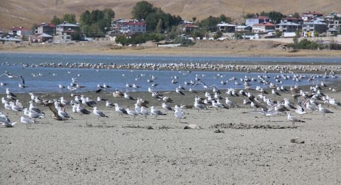 Arçak ve Sıxke gölleri yok oluyor