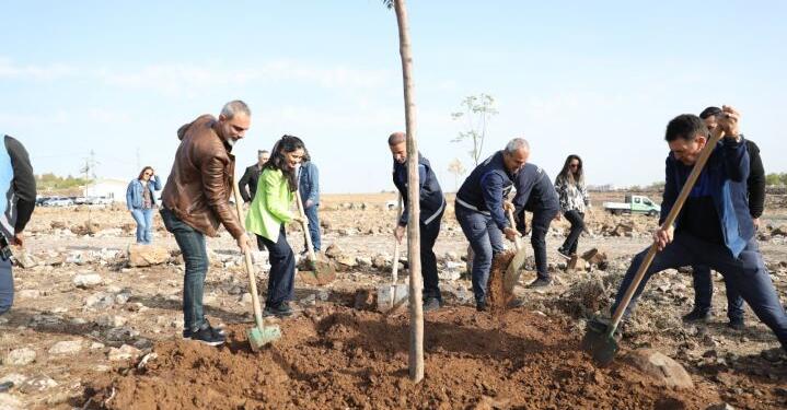 Sökülen fidanların yerine yeni fidanlar dikildi