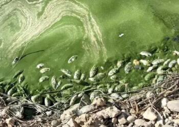 Botan Çayı’nda toplu balık ölümleri