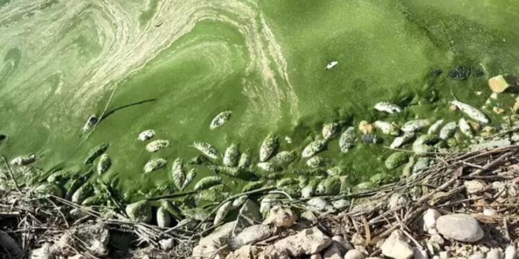 Botan Çayı’nda toplu balık ölümleri