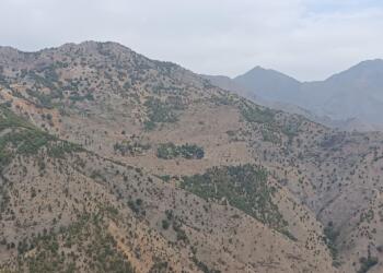 Dorşîn’de ağaç kıyımı sürüyor