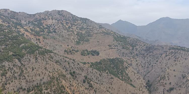 Dorşîn’de ağaç kıyımı sürüyor