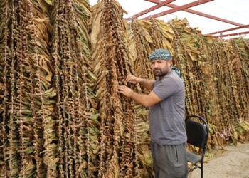 Maliyetler ve kuraklık arttı tütünde verim düştü