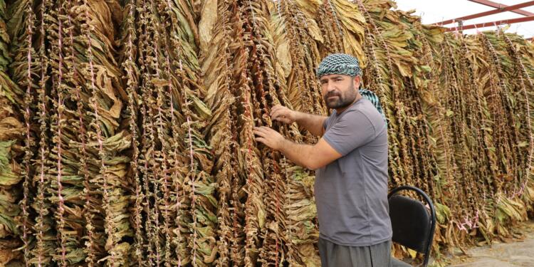 Maliyetler ve kuraklık arttı tütünde verim düştü