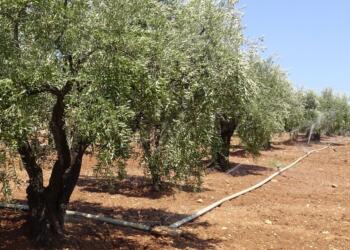 Efrîn’de zeytin hırsızları iş başında!