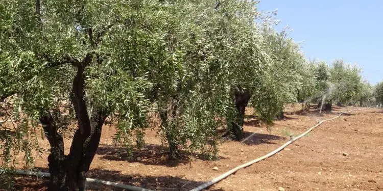Efrîn’de zeytin hırsızları iş başında!