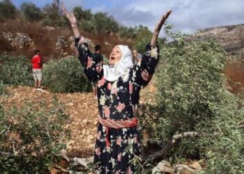 Efrîn’de çeteler zeytin ağaçlarını talan etmeye devam ediyor