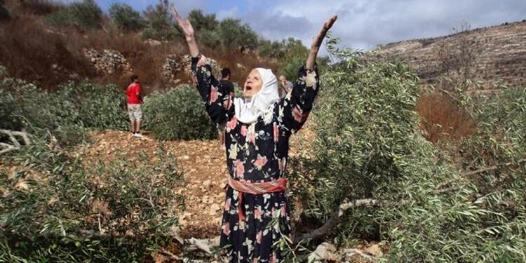 Efrîn’de çeteler zeytin ağaçlarını talan etmeye devam ediyor