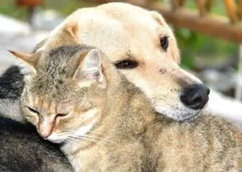 İlk 6 ayda en az 477 bin hayvanın yaşam hakkı ihlal edildi