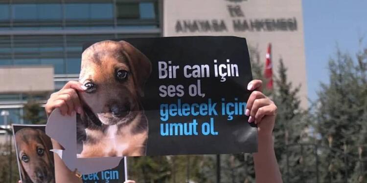 Köpeği aracına bağlayıp sürükleyerek öldüren sürücü serbest bırakıldı
