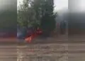 Merîwan ormanları tehlike altında