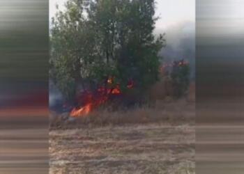 Merîwan ormanları tehlike altında