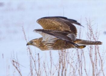 Şahin avlayan 2 kişiye 1,1 milyon lira ceza kesildi
