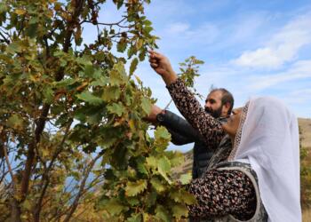 Serhat’ta 2 milyon ağaç için tohum topladılar