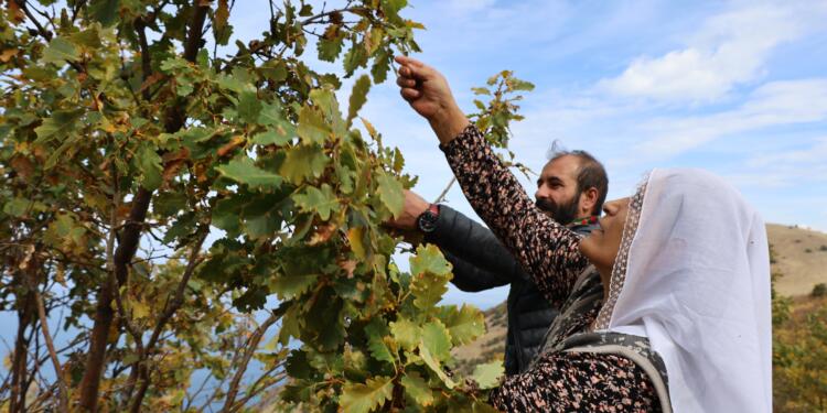 Serhat’ta 2 milyon ağaç için tohum topladılar