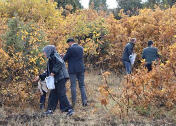 Ekoloji Derneği: Kürdistan’da 2 milyon palamut fidesi dikilecek