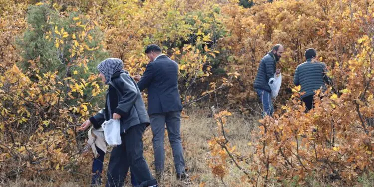 Ekoloji Derneği: Kürdistan’da 2 milyon palamut fidesi dikilecek