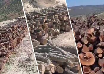 Ağaç katliamı 90’larda başladı