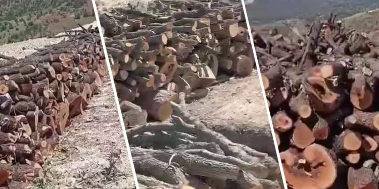 Ağaç katliamı 90’larda başladı