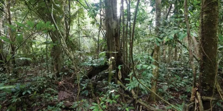 Yerli halklar ve yaşam alanları tehdit altında!
