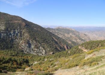 Cengiz Holding Eskişehir’e gözünü dikti: 57 bin ağaç kesecek