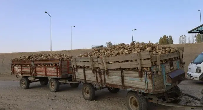 Şeker pancarı üreticileri her yere borçlu