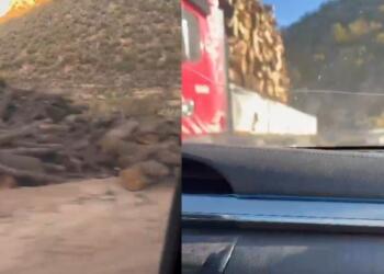 Valinin ağaç kesimi olmayacak iddiası görüntülerle yalanlandı