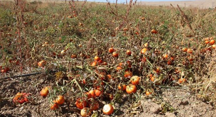 Tonlarca sebze ve meyve tarlada kaldı