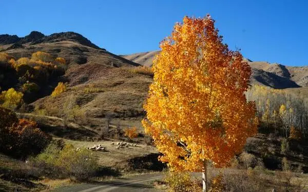 Fotoğraflarla Dêrsim’de güz zamanı